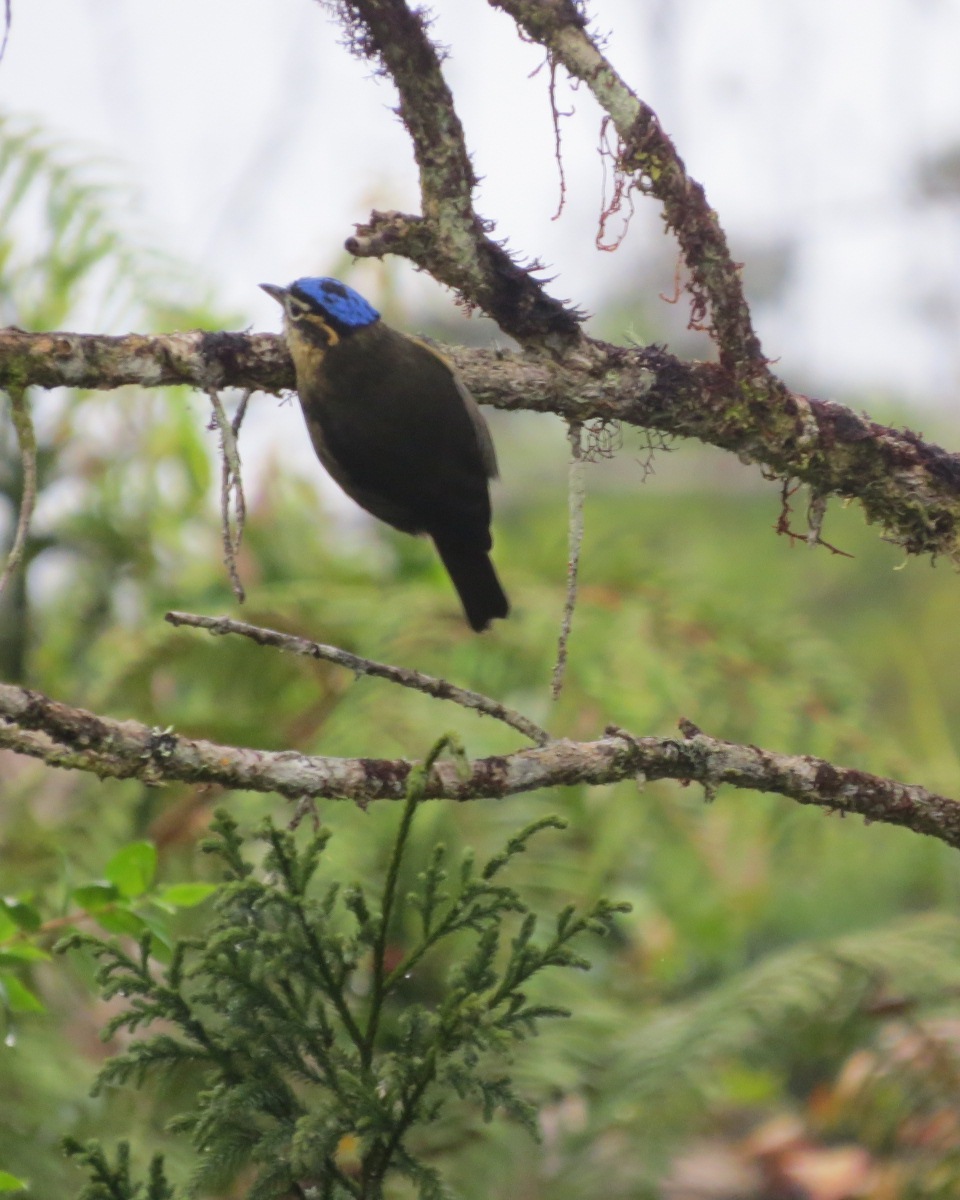 Pretty Blue-capped ifrit