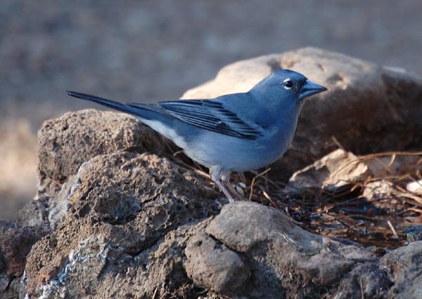 Blue chaffinch