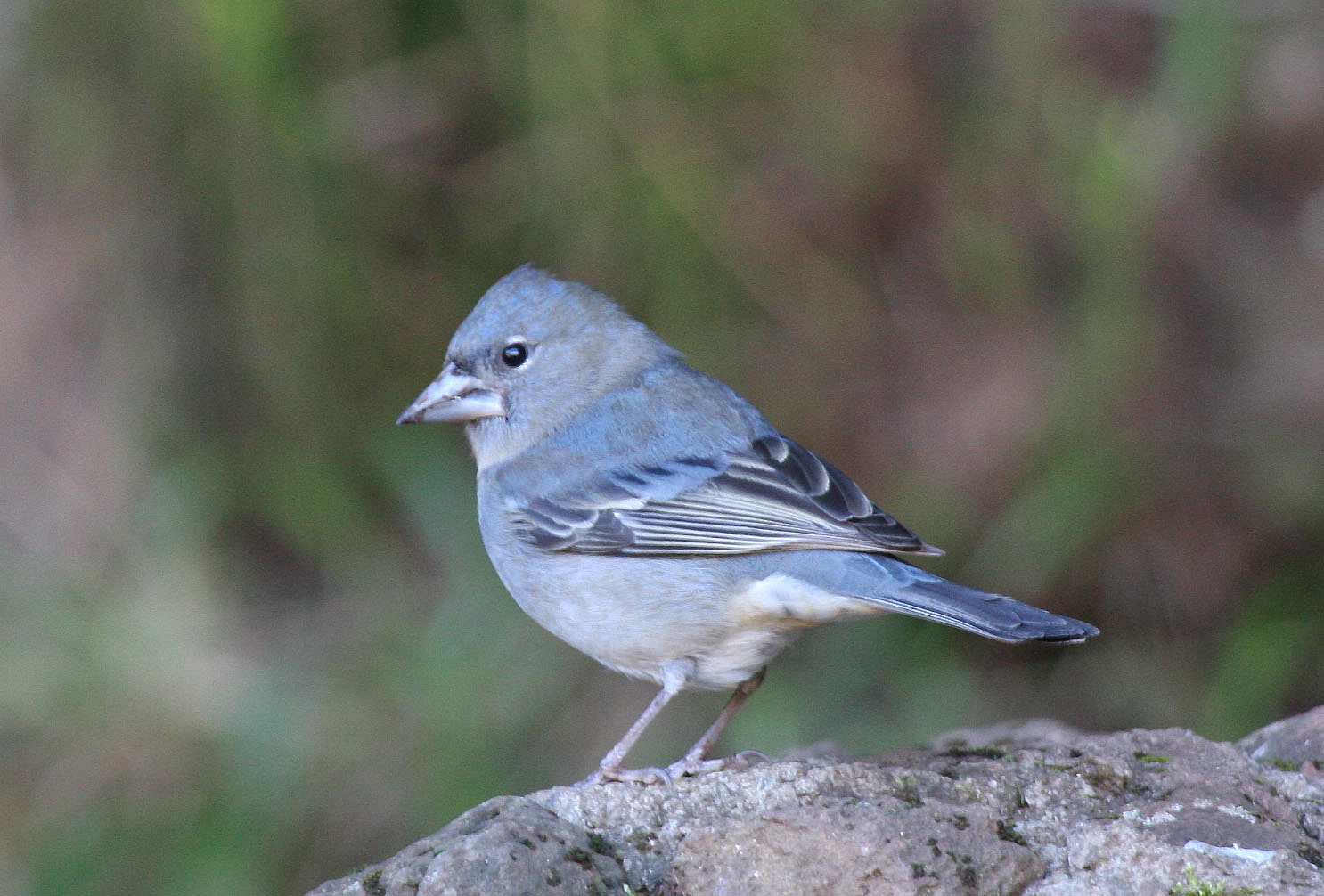 Pretty Blue chaffinch