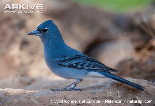Pretty Blue chaffinch