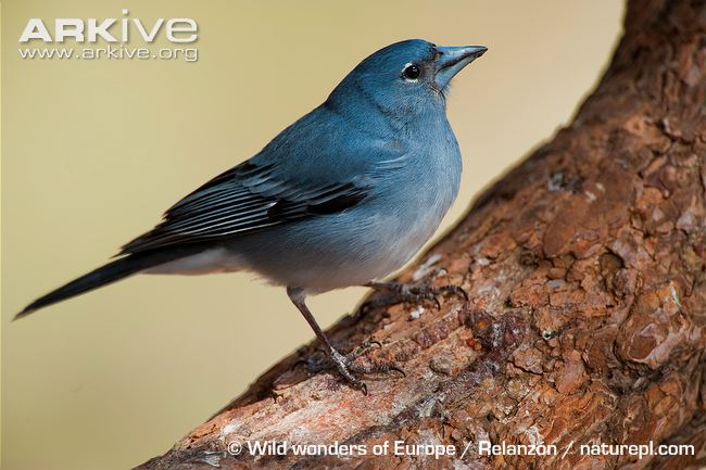 Pretty Blue chaffinch