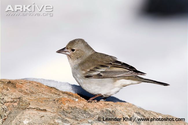 Pretty Blue chaffinch