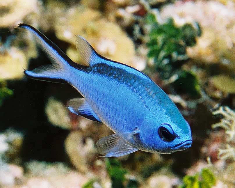 Blue chromis