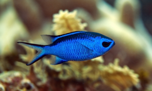 Pretty Blue chromis