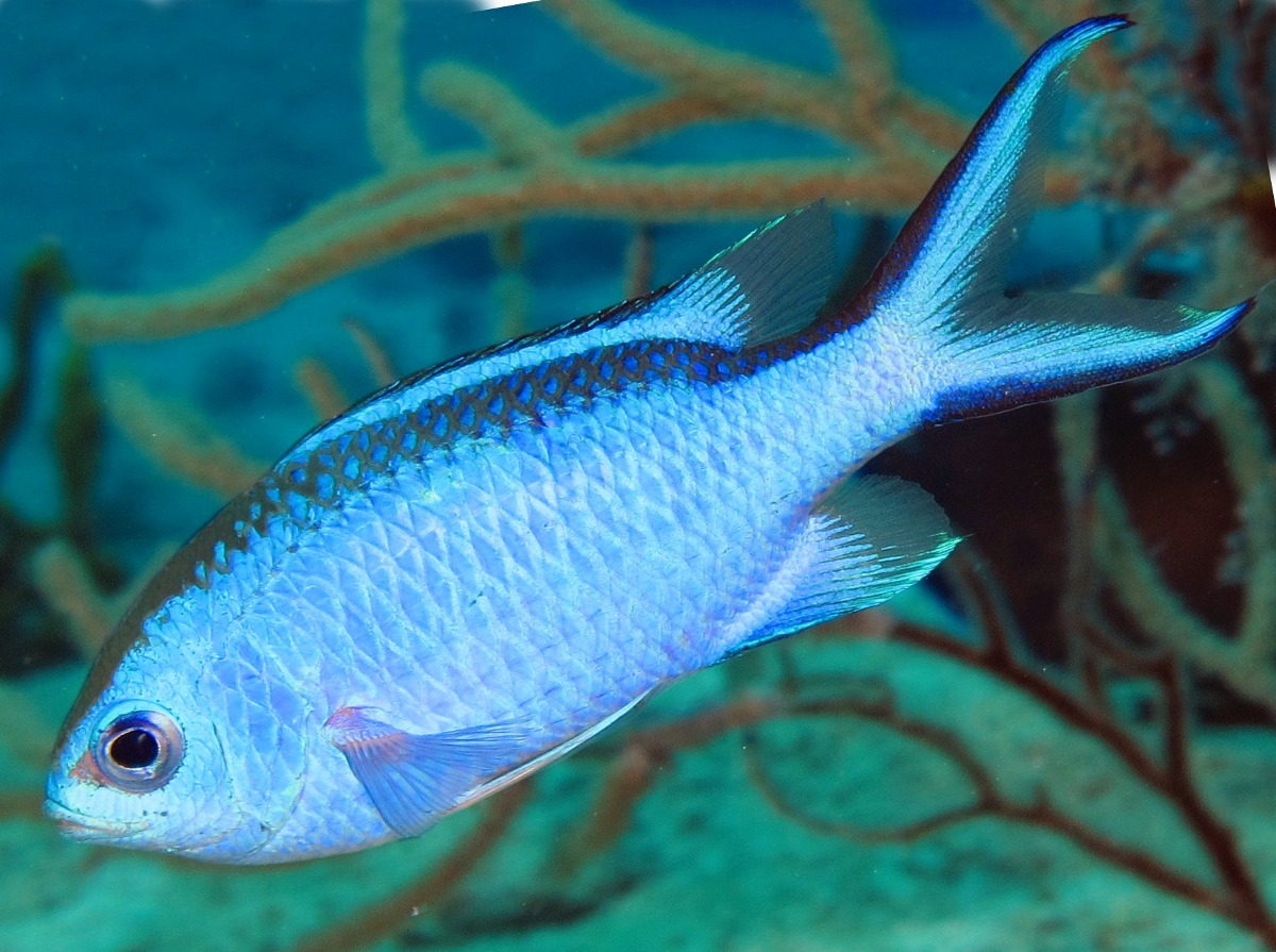 Pretty Blue chromis