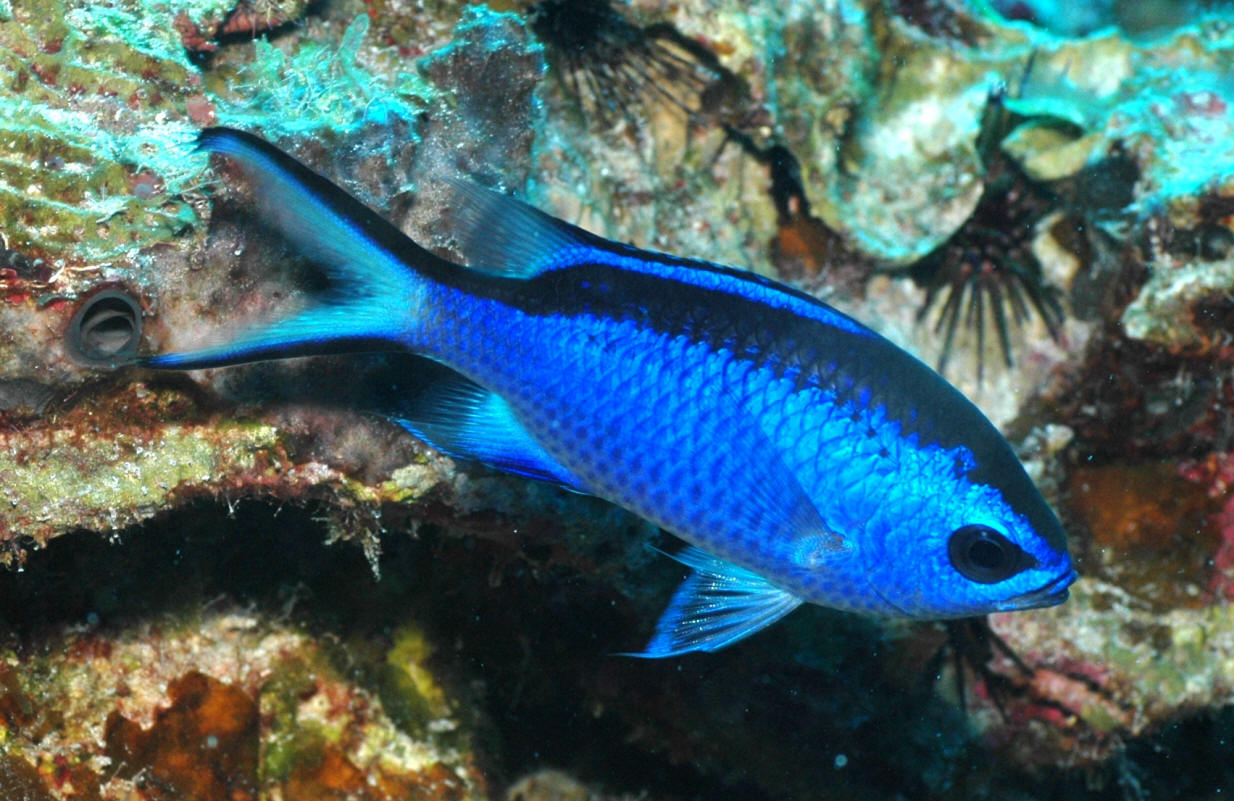 Pretty Blue chromis
