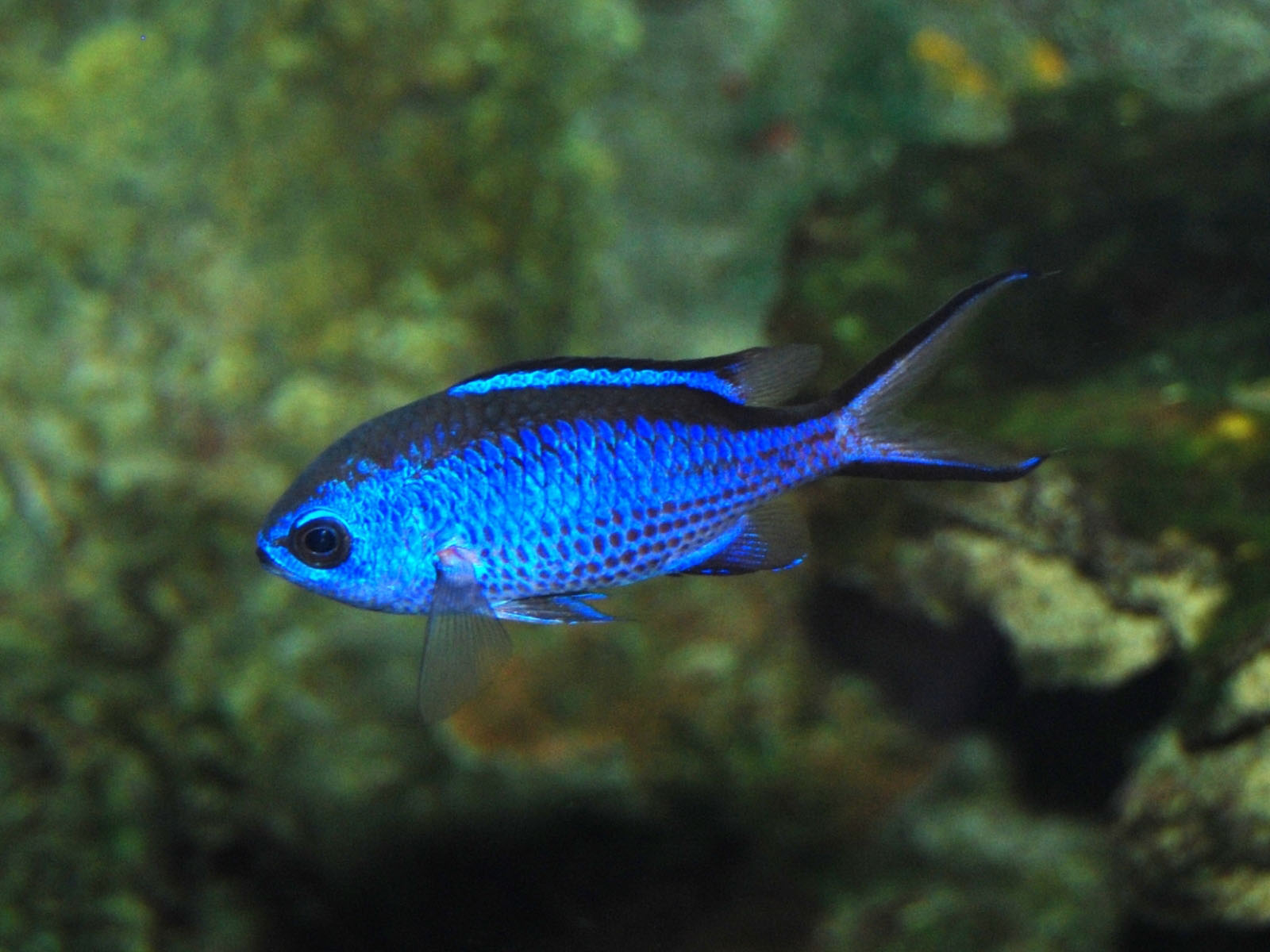 Pretty Blue chromis