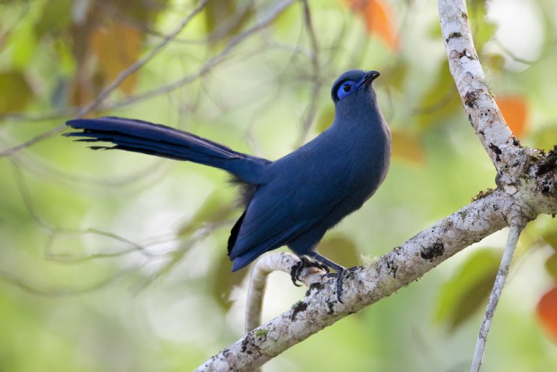Blue coua