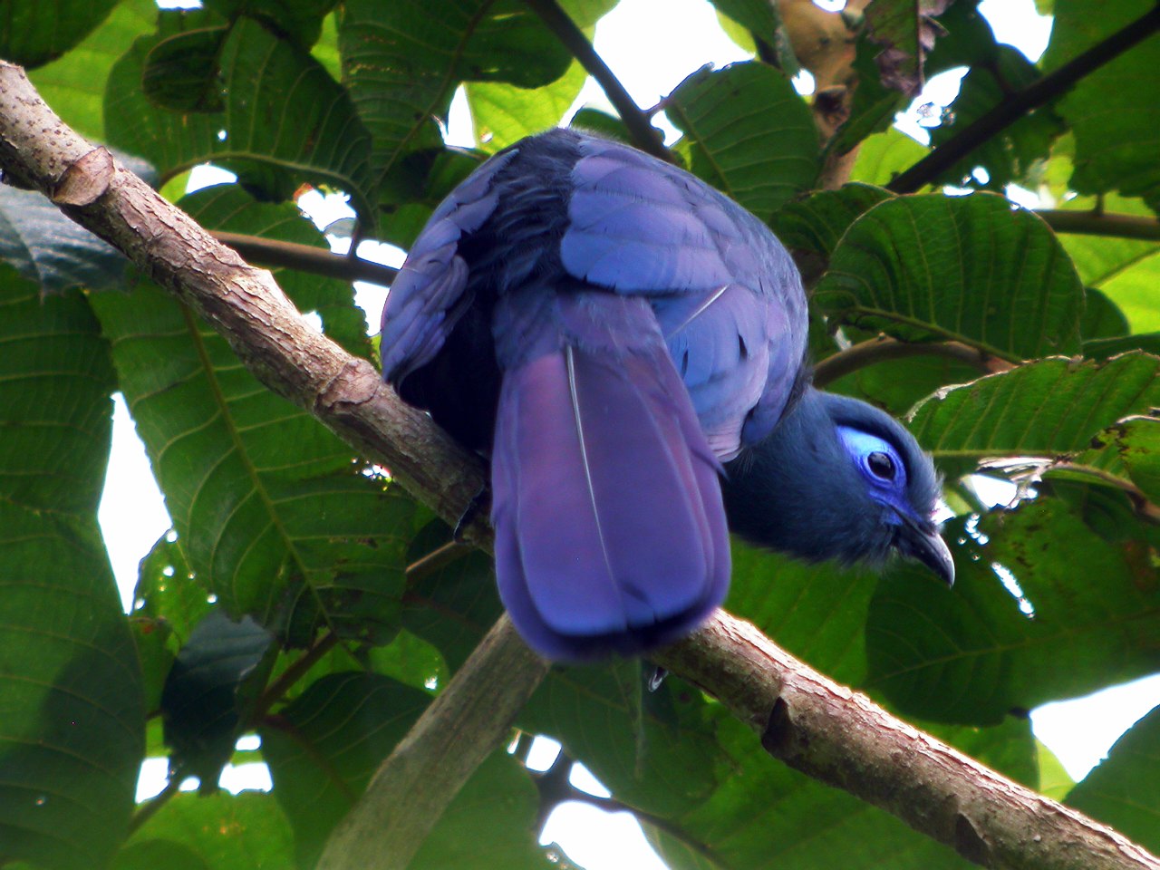 Pretty Blue coua