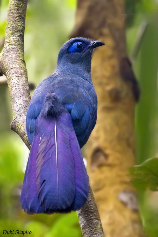 Pretty Blue coua