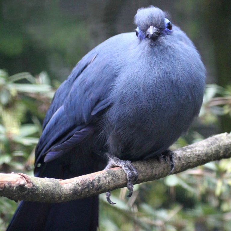 Pretty Blue coua