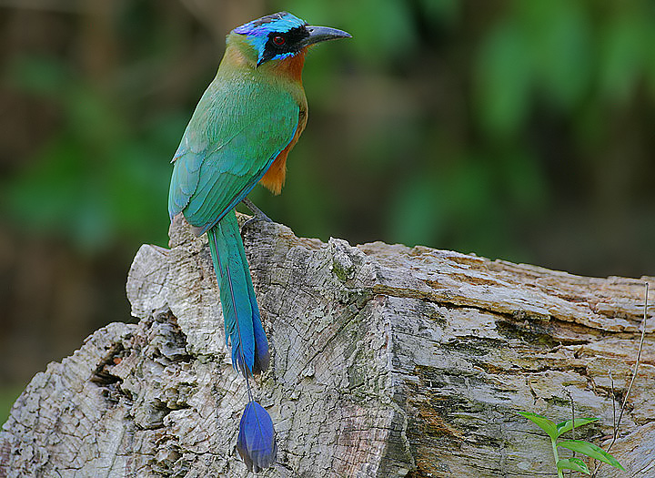 Blue-crowned motmot