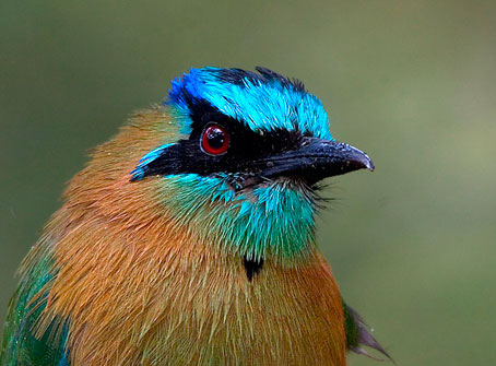 Pretty Blue-crowned motmot