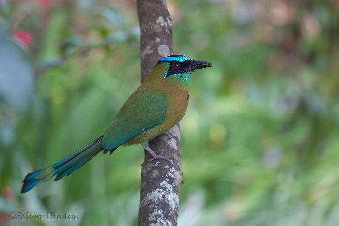 Pretty Blue-crowned motmot
