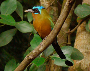 Pretty Blue-crowned motmot