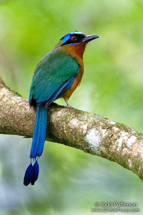 Pretty Blue-crowned motmot