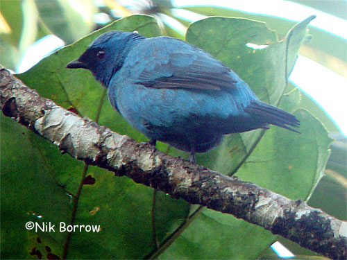 Pretty Blue cuckoo-shrike