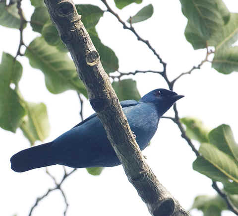 Pretty Blue cuckoo-shrike