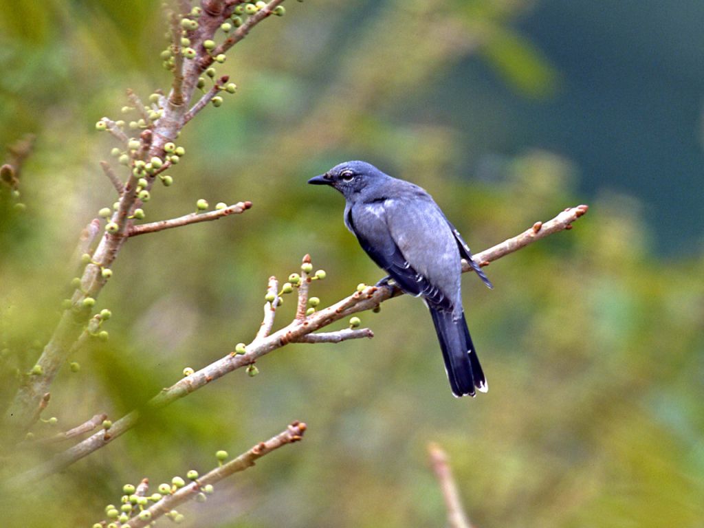 Pretty Blue cuckoo-shrike