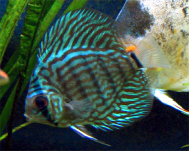 Pretty Blue discus
