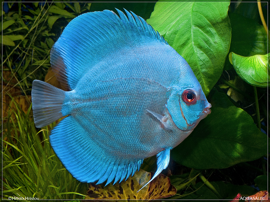 Pretty Blue discus