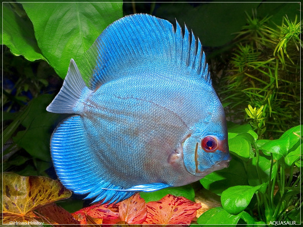 Pretty Blue discus
