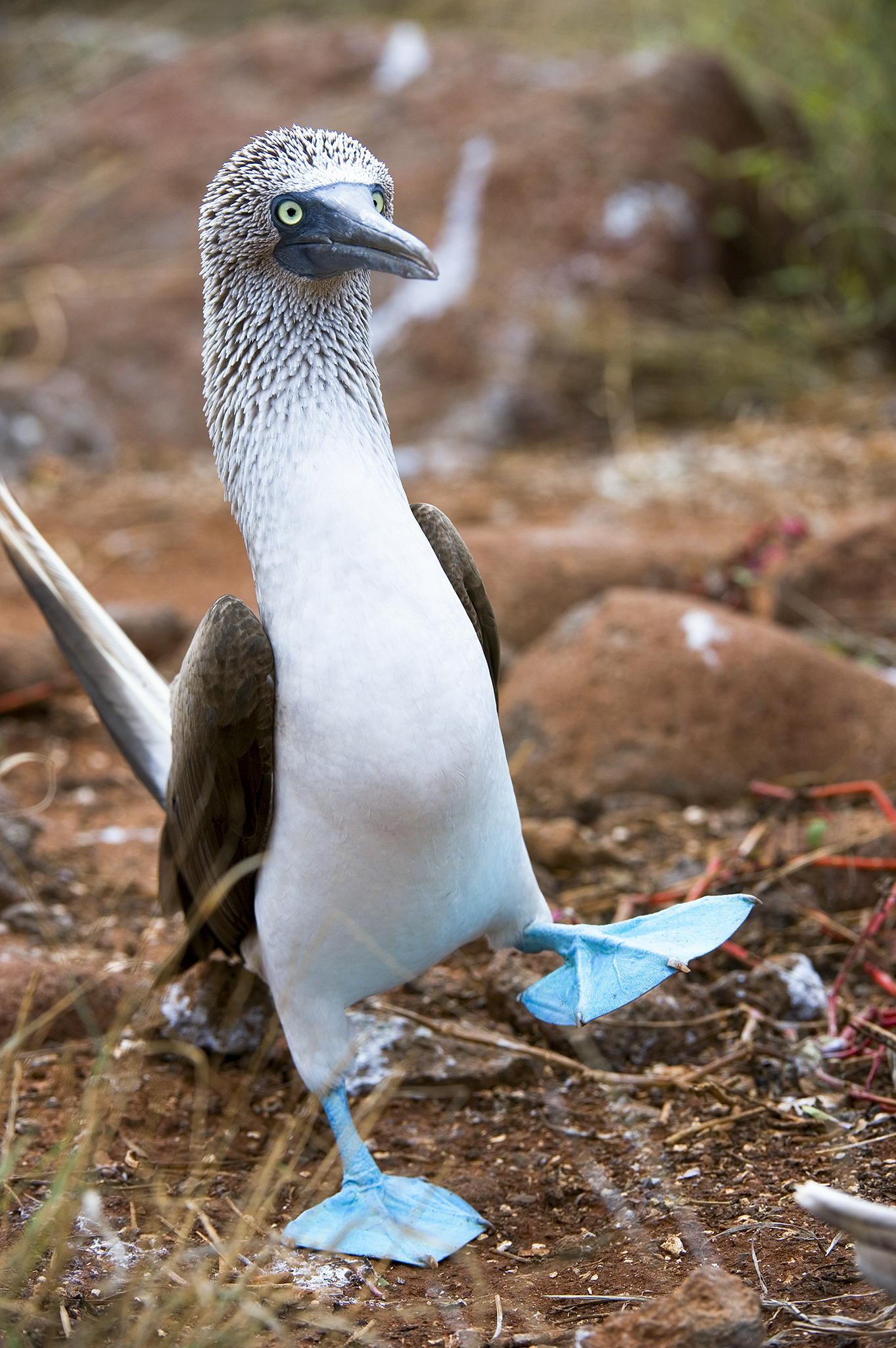 Blue-footed booby