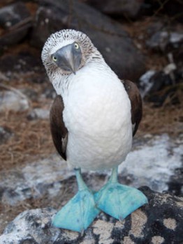 Pretty Blue-footed booby