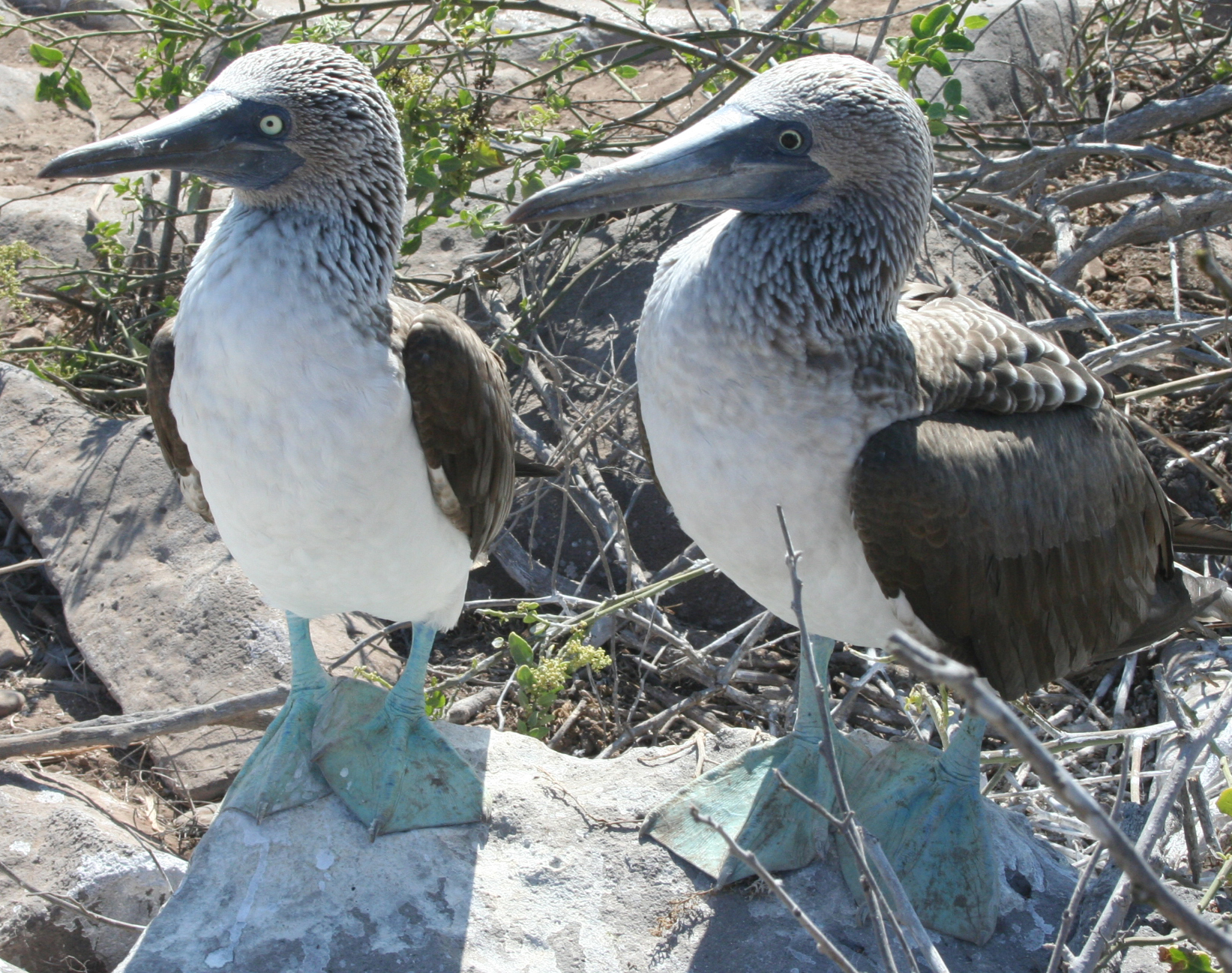 Pretty Blue-footed booby