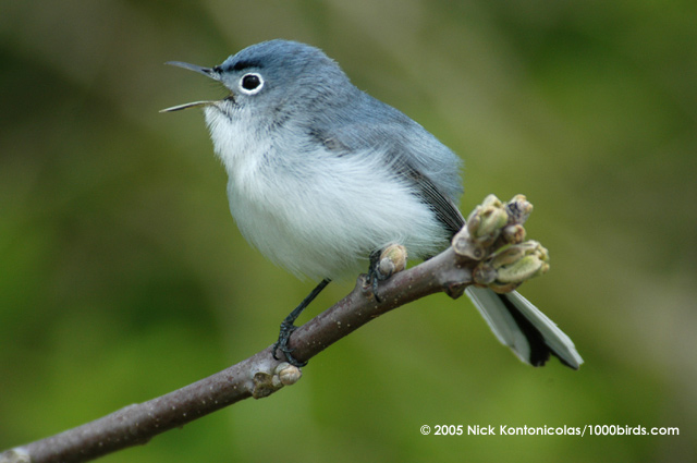 Pretty Blue-gray gnatcatcher