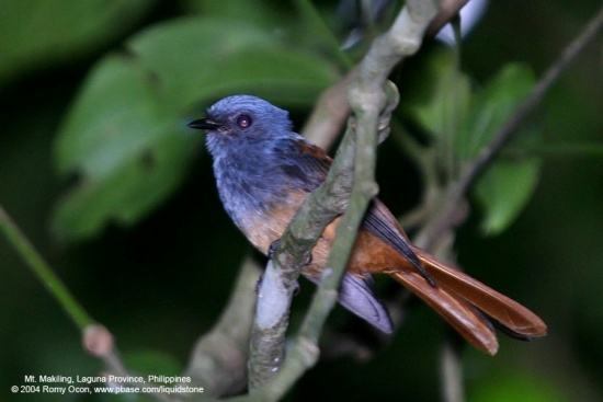 Blue-headed fantail