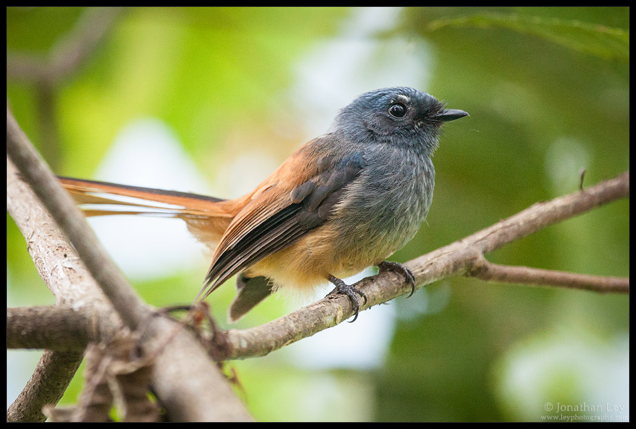 Pretty Blue-headed fantail