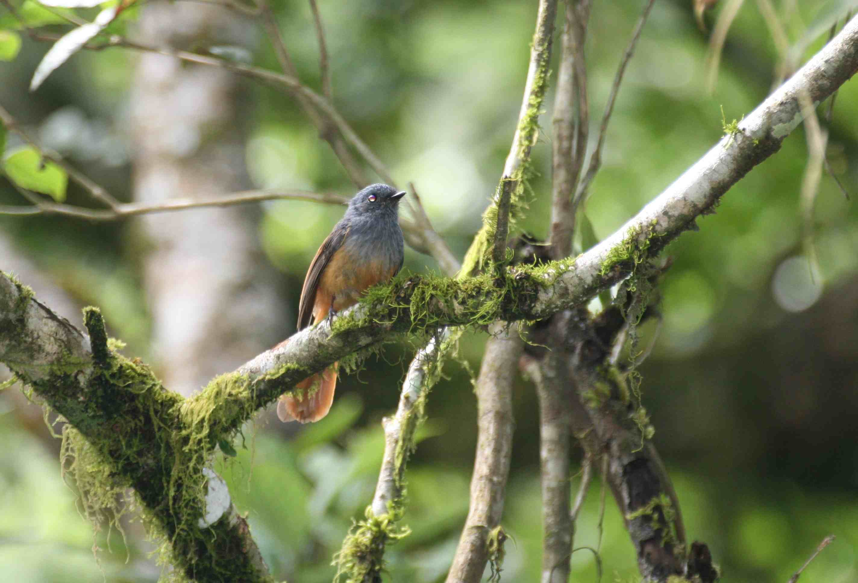 Pretty Blue-headed fantail