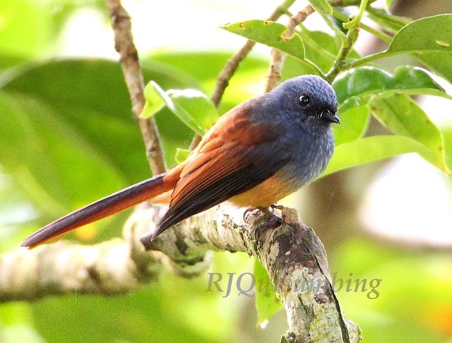 Pretty Blue-headed fantail