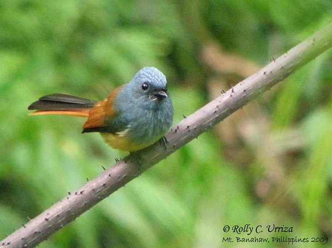 Pretty Blue-headed fantail