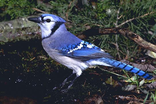 Blue jay