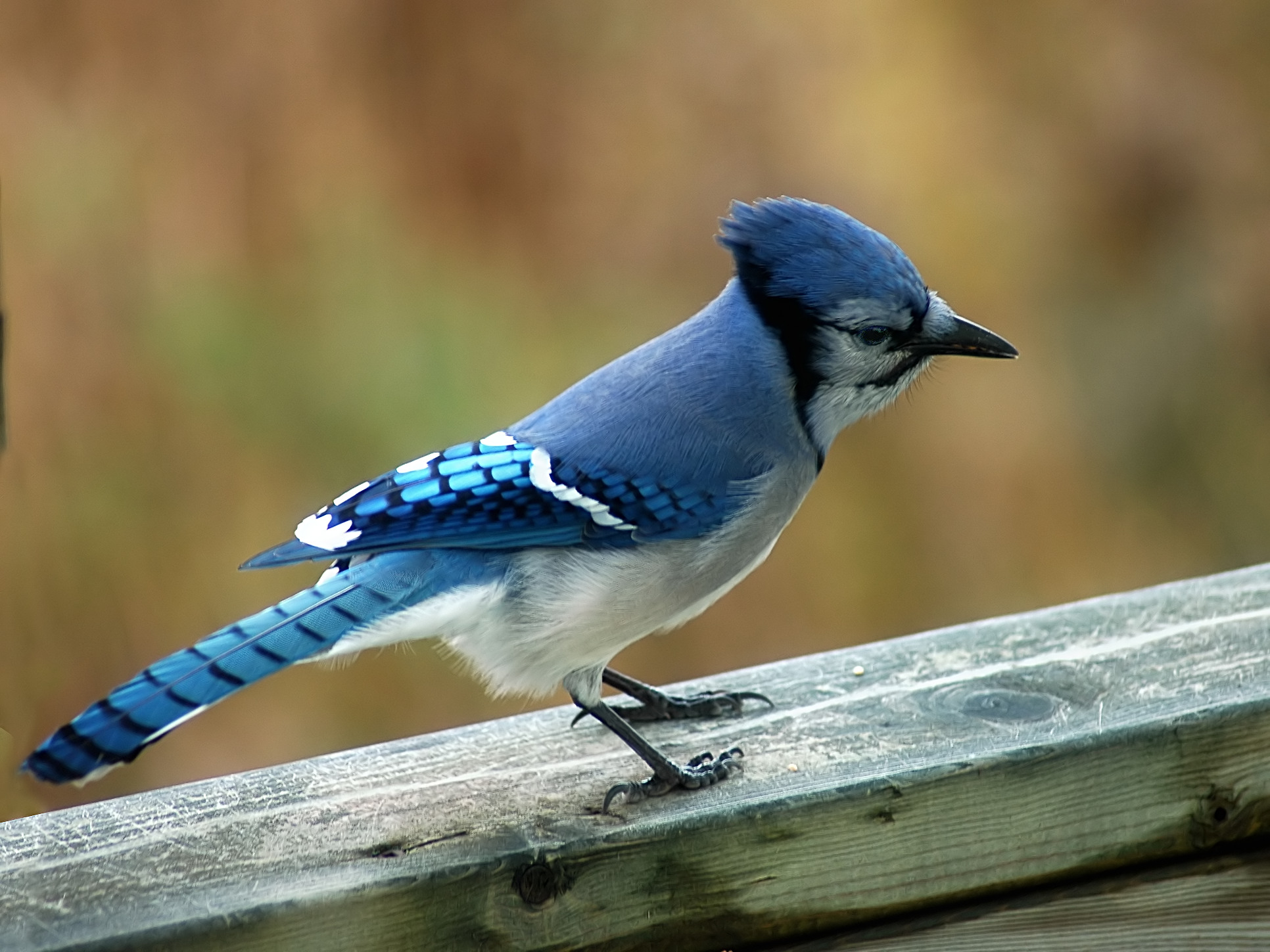 Pretty Blue jay