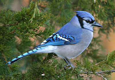 Pretty Blue jay