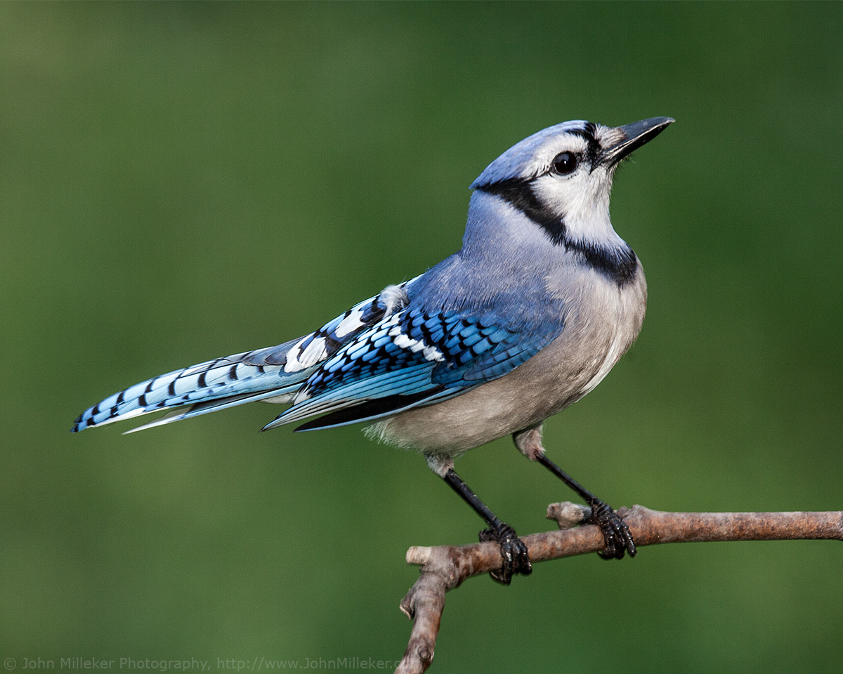 Pretty Blue jay