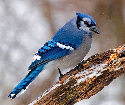 Pretty Blue jay