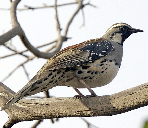 Blue jewel-babbler
