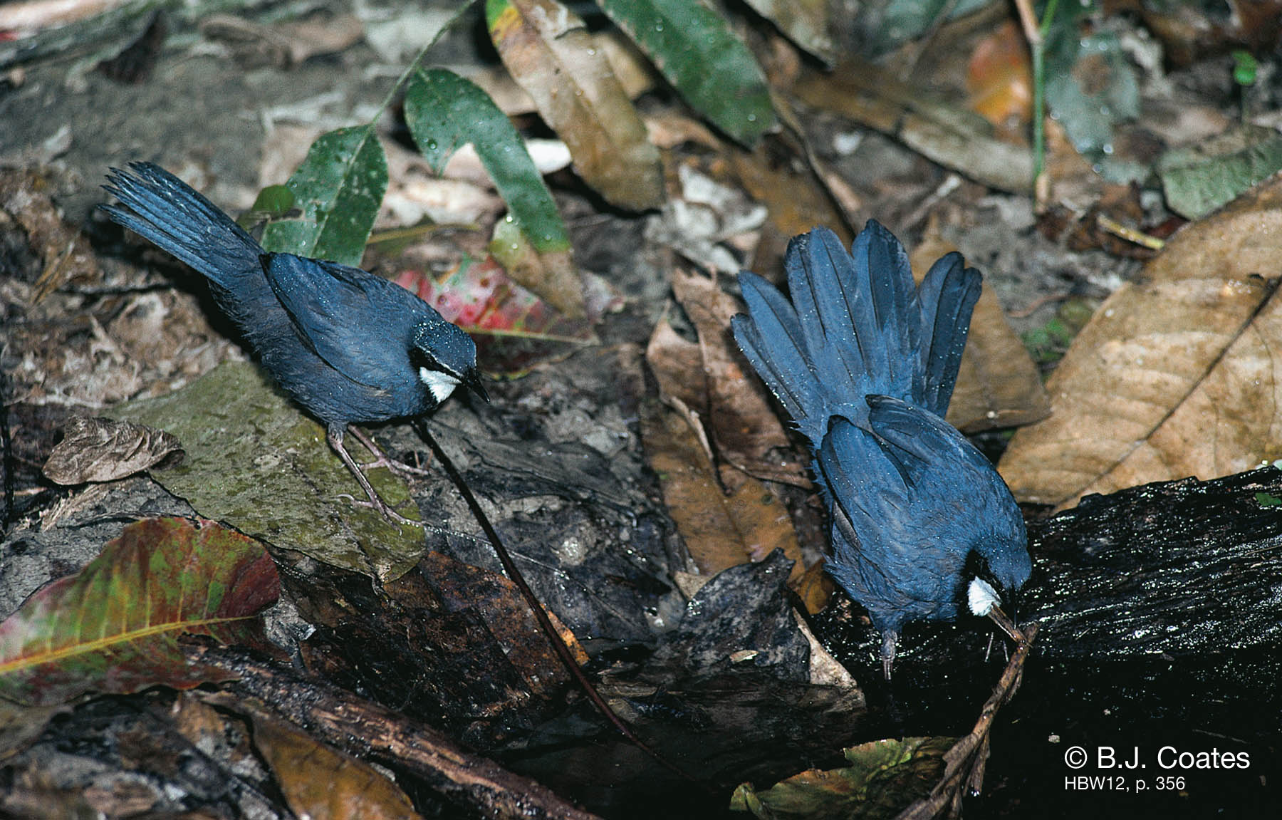 Pretty Blue jewel-babbler