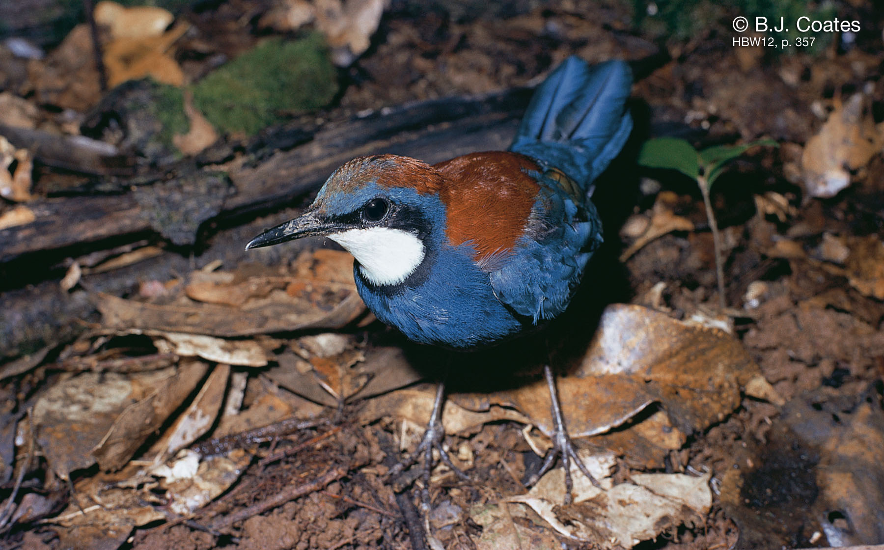 Pretty Blue jewel-babbler