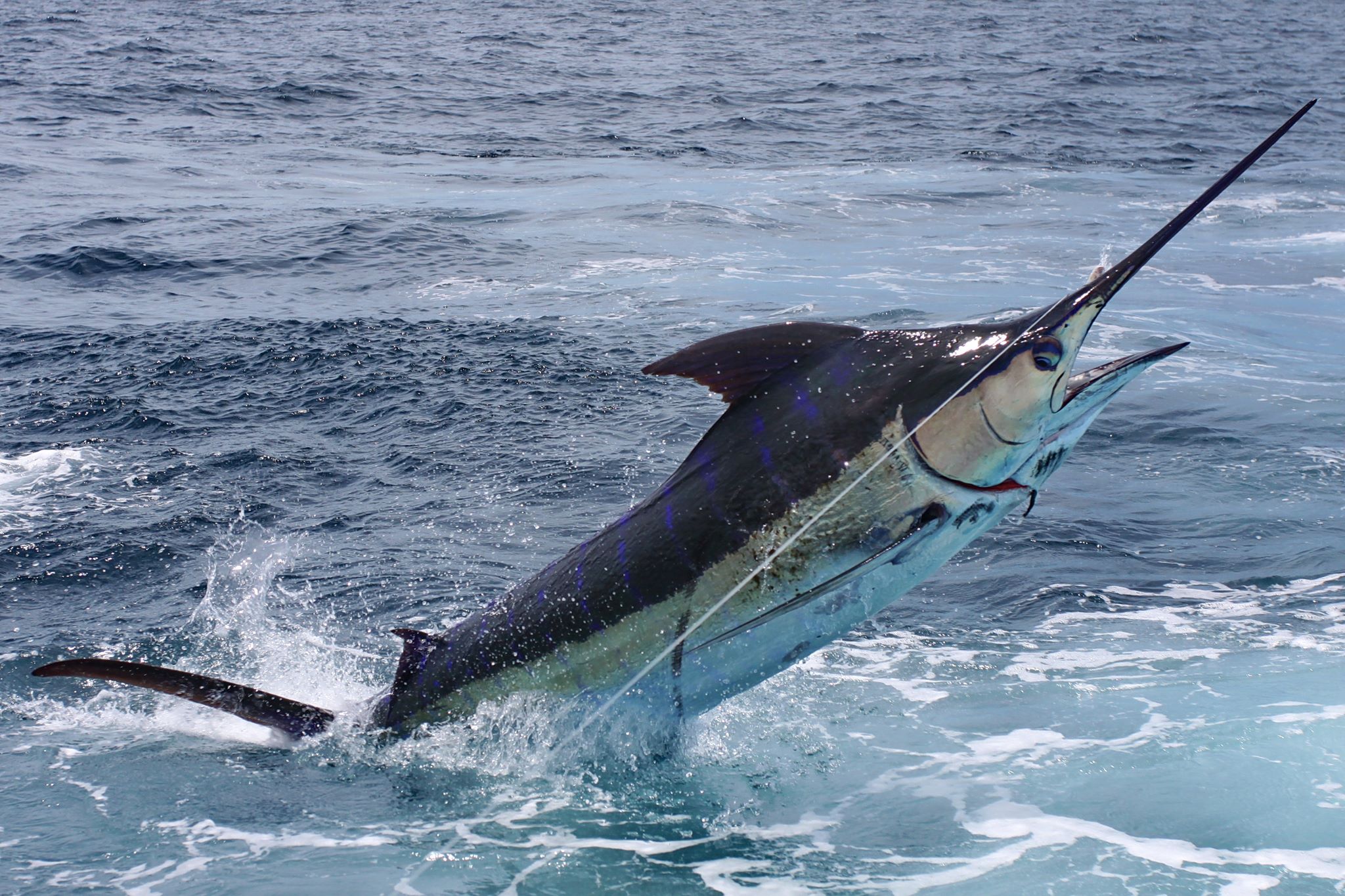 Blue marlin