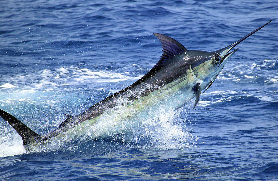 Pretty Blue marlin