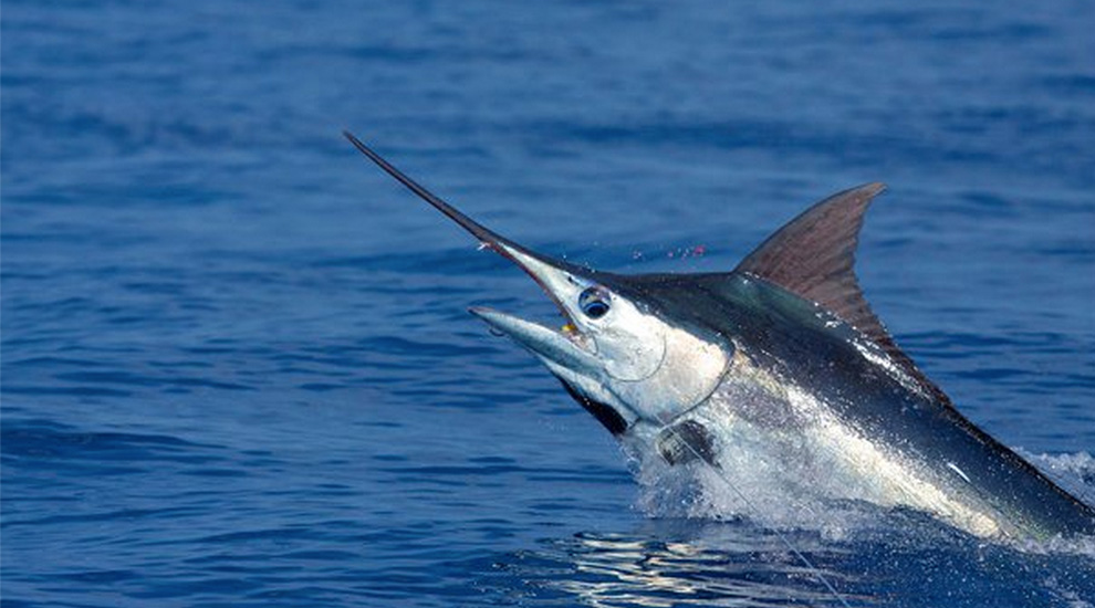 Pretty Blue marlin