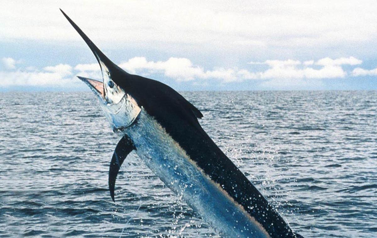 Pretty Blue marlin