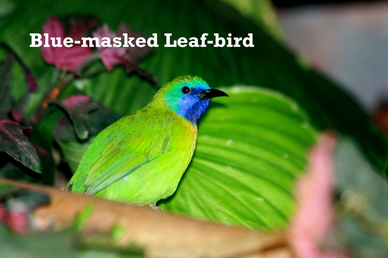 Pretty Blue-masked leafbird