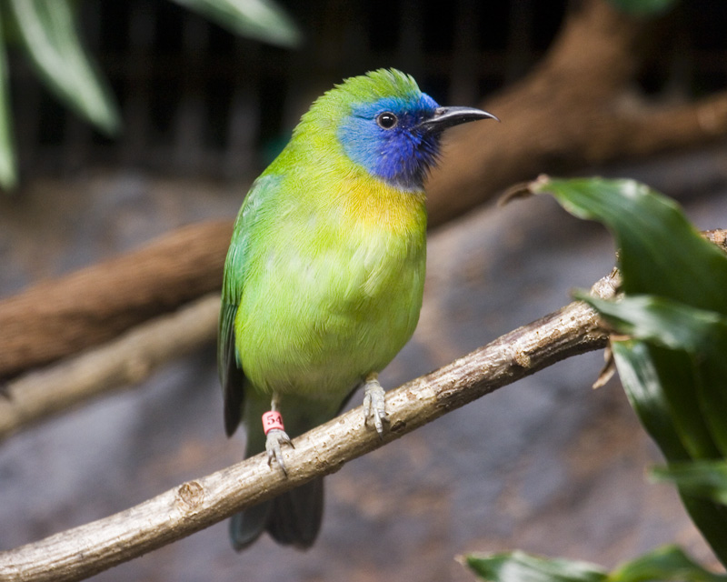 Pretty Blue-masked leafbird