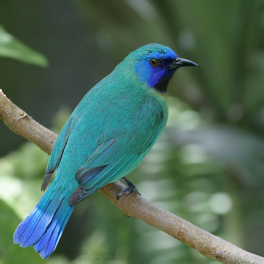 Pretty Blue-masked leafbird